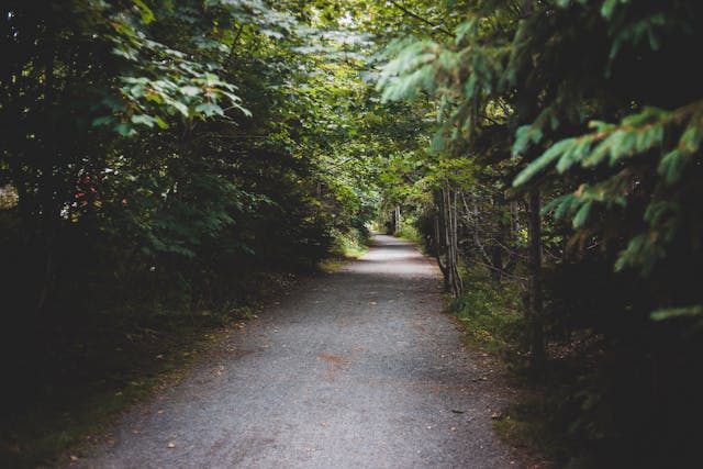 Unpaved pathway between green trees.