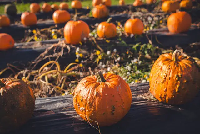 Pumpkins scattered in a field.