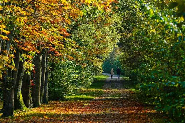 Scenic autumn forest path with colorful foliage.