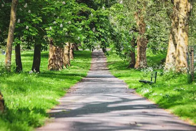 A path through a park with trees and grass.