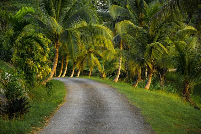 Lush palm-lined winding pathway
