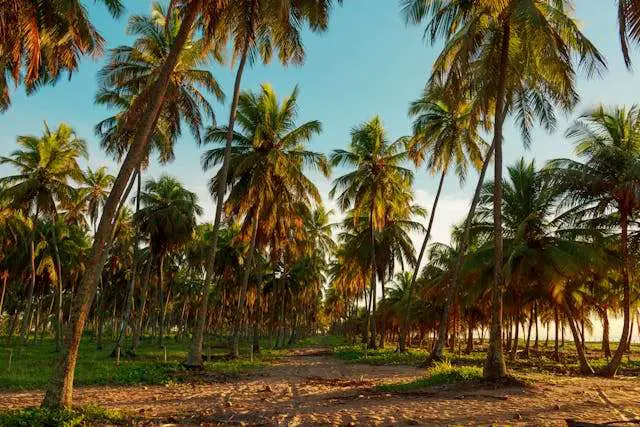 Lush palm trees on sandy path
