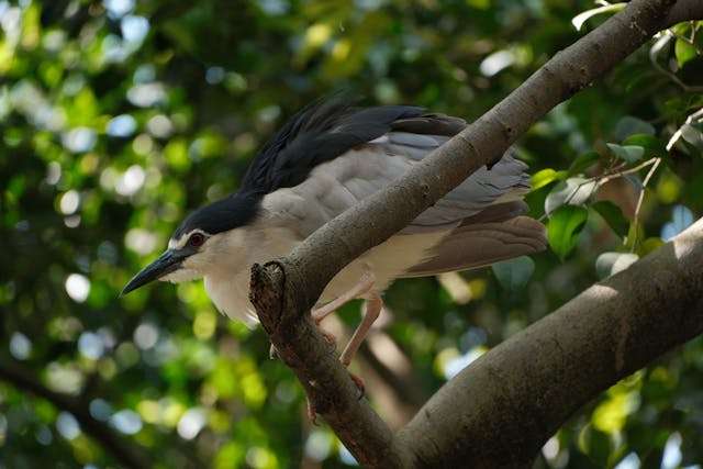 Bird perched on a tree branch.