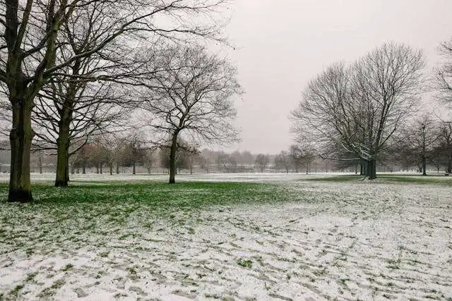 Snowy park with bare trees