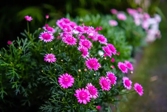 Pink flowers in a lush green garden.
