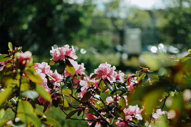 Pink flowers blooming in greenery.