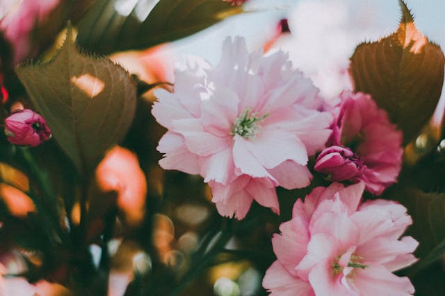 Pink flowers blooming in sunlight
