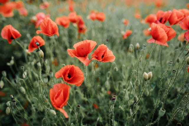 Vibrant red poppies in green field