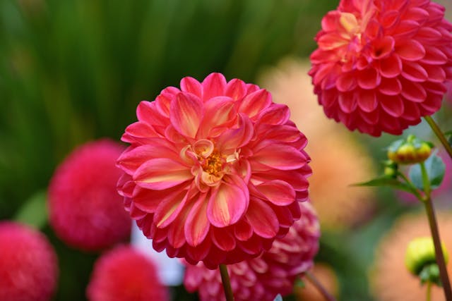 Vibrant pink dahlia flowers blooming