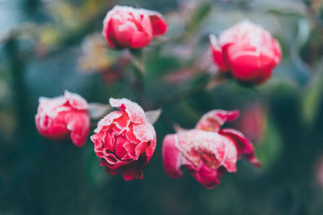 Frosted pink roses in soft focus
