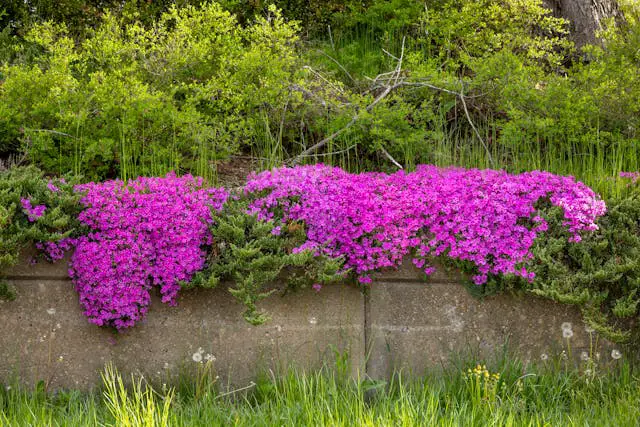 Vibrant pink flowers along a wall