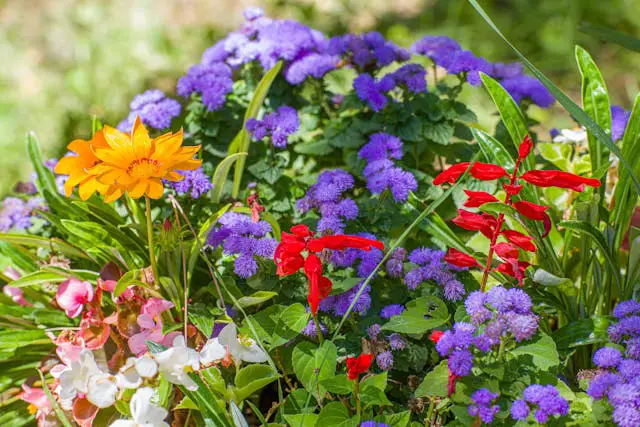 Colorful flowers in vibrant garden arrangement