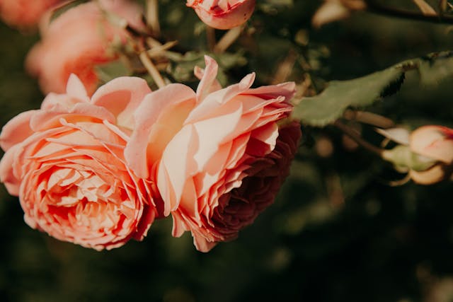 Pink roses in soft sunlight
