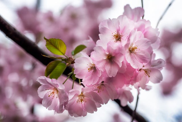 Pink cherry blossoms on a branch
