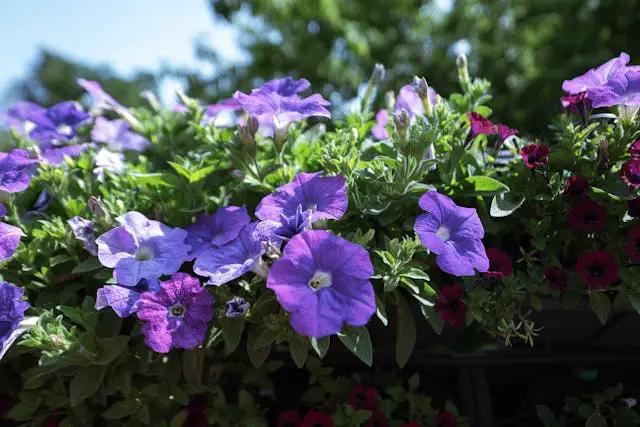 Colorful flowers in vibrant bloom