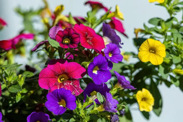 Prayer for January 28 2026