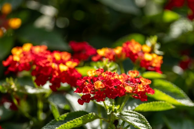 lantana flowers in the sunlight.