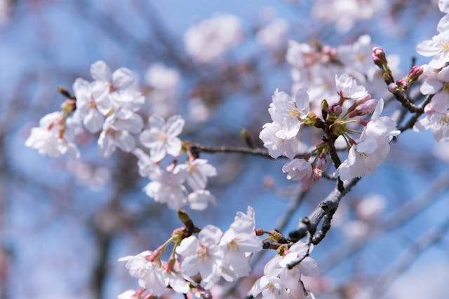 Delicate cherry blossoms against blue sky