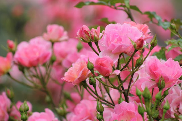 Pink roses in bloom