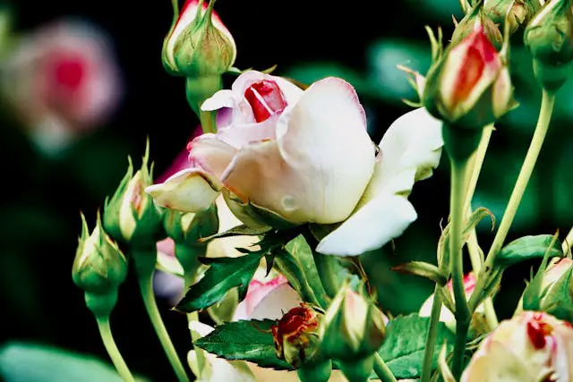 Prayer for February 15 2026