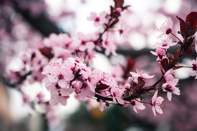 Pink cherry blossoms on a branch