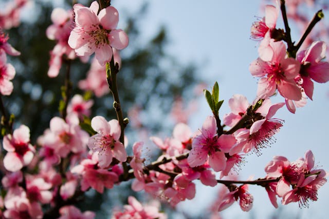 Pink blossoms on a tree branch.