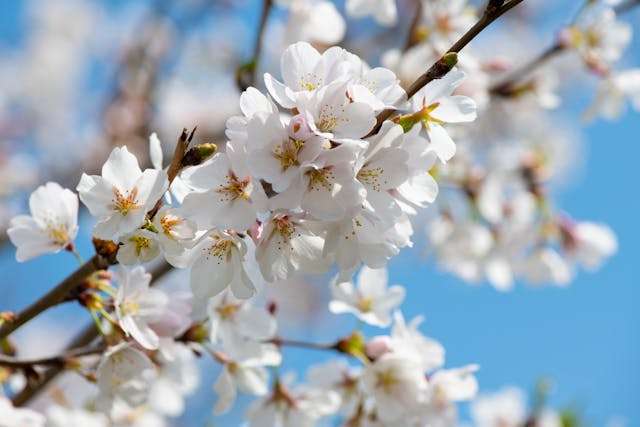 Cherry blossoms against blue sky
