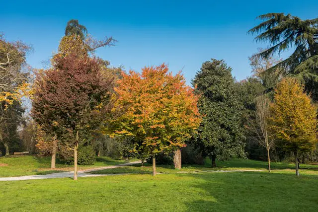 Colorful trees in a sunny park