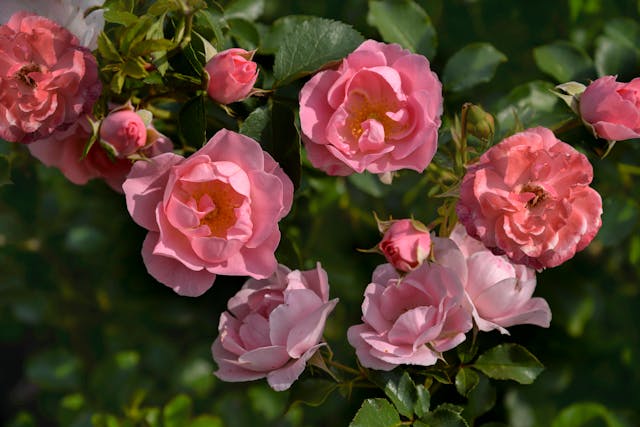 Pink roses blooming among green leaves.