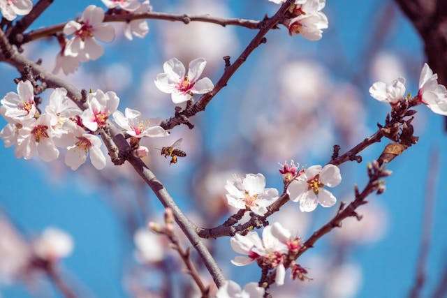 Blossoming cherry tree with bee