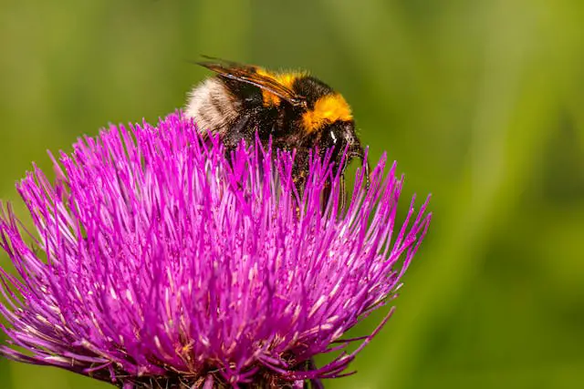 Bee on vibrant purple flower