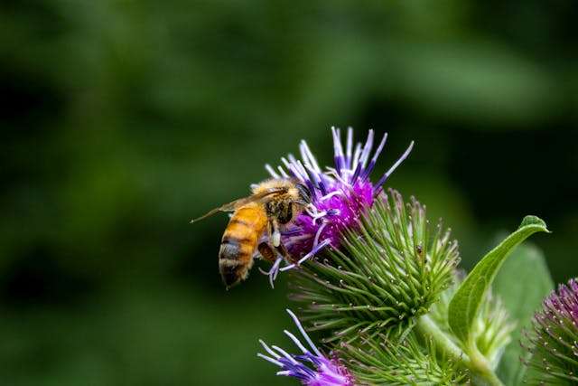 Honeybee on purple flower.