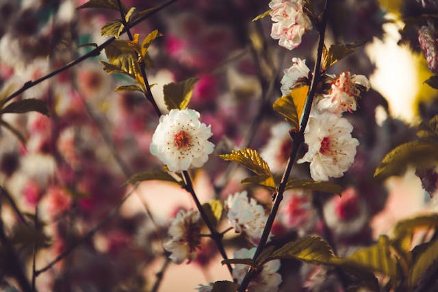 Blossoming flowers on tree branches