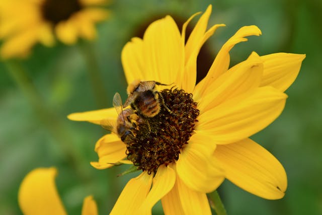 Bees on a vibrant sunflower.
