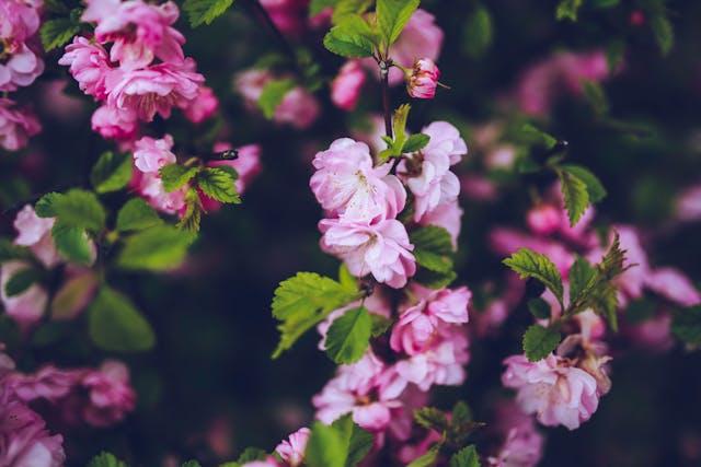 Pink flowers with green leaves