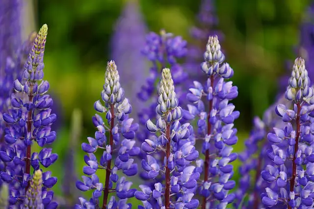 Prayer For February 01 2026