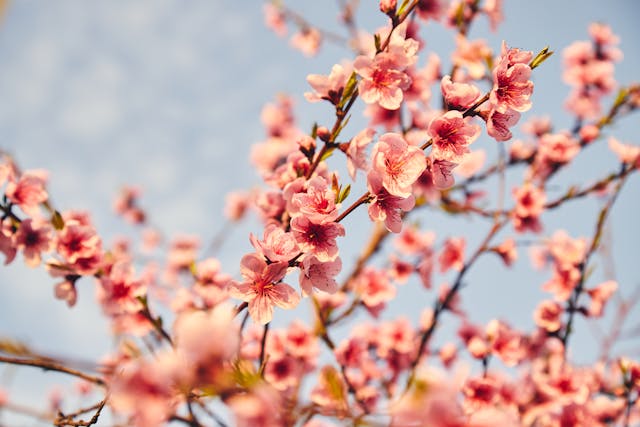 Pink cherry blossoms against blue sky