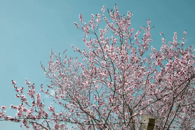 Blooming cherry blossom tree.