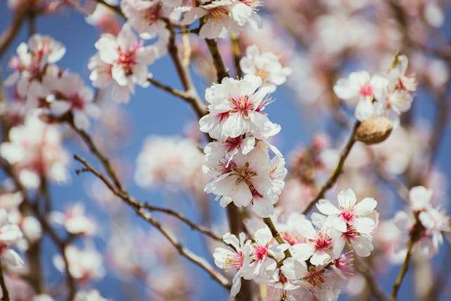 Blossoming cherry tree against blue sky
