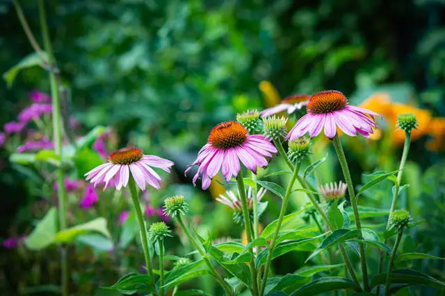 Colorful flowers in a lush garden