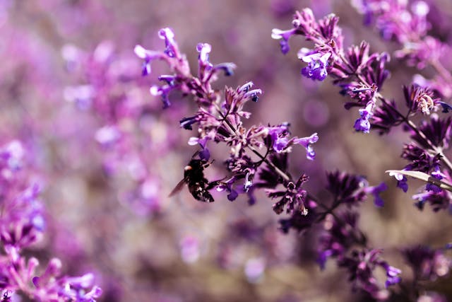 Purple flowers with a bee.