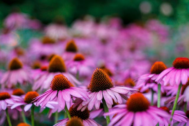 Vibrant pink flowers in a field