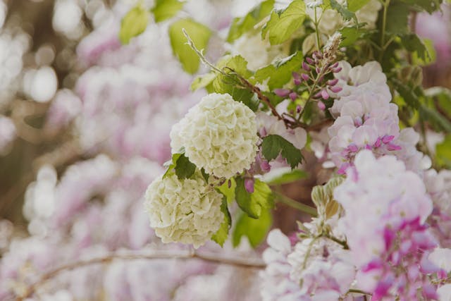 Close-up shot of white and purple hydrangea 