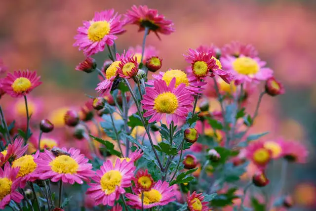 Colorful flowers in a vibrant field