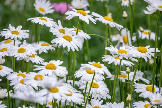 Field of daisies with dew drops