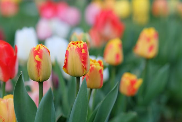 Colorful tulips in a garden