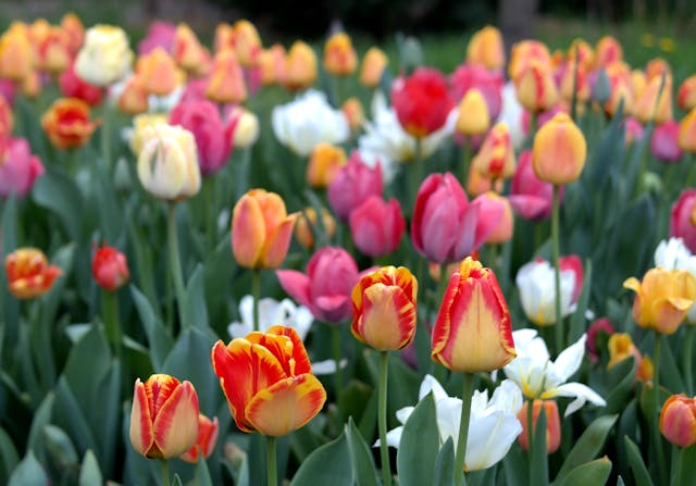 Colorful tulips in a blooming garden
