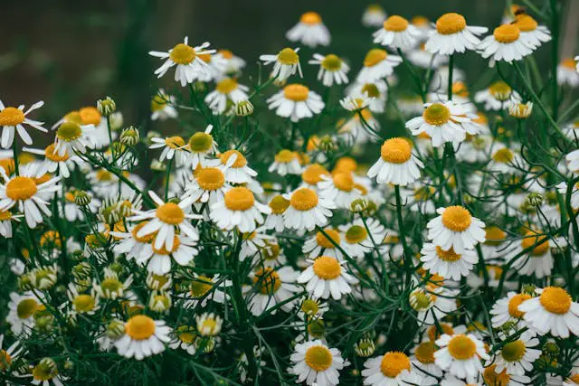 Field of white and yellow flowers