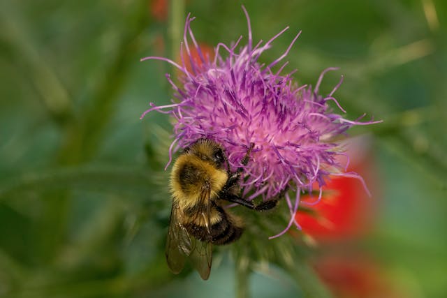 Bee on purple thistle flower