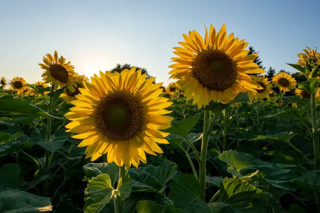 Sunflowers in a vibrant field